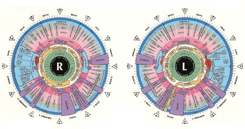 Iridology Chart